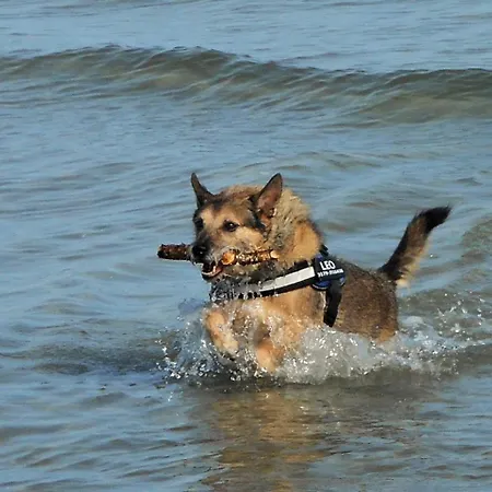 Meerblick Haushälfte Apartment